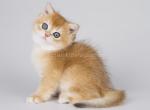 Piskon golden shaded ny 11 british shorthair boy - British Shorthair Kitten For Sale - CA, US