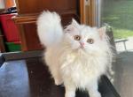 PAPRIKA white FEMALE Persian - Persian Kitten For Sale - Farmington, MI, US