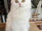 Niko WHITE MALE - Persian Kitten For Sale - 
