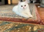 Glorious WHITE Female ELH Persian - Persian Kitten For Sale - Farmington, MI, US