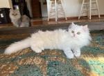 SHIRO white MALE Persian - Persian Kitten For Sale - Farmington, MI, US