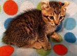 Highlander kity 4d1 - Highlander Kitten For Sale - Goshen, AL, US