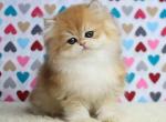 Fox golden shell fluffy british longhair baby boy - British Shorthair Kitten For Sale - CA, US