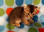 Highlander kity 5d1 - Highlander Kitten For Sale - Goshen, AL, US