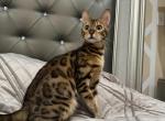 Lucy - Bengal Kitten For Sale - Westfield, MA, US