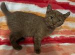 Highlander kity 4s - Highlander Kitten For Sale - Goshen, AL, US
