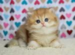 Honey golden shell fluffy british longhair girl - British Shorthair Kitten For Sale - CA, US