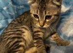 Highlander kity 2j - Highlander Kitten For Sale - Goshen, AL, US