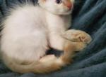 Flame point male balinese - Balinese Kitten For Sale - Genoa City, WI, US