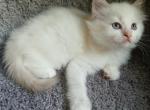 Ragdoll perfections - Ragdoll Kitten For Sale - Rochester, NY, US