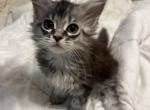 Magnolia Ira Reserved - Maine Coon Kitten For Sale - Everett, MA, US