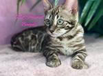 Litter A - Bengal Kitten For Sale - Goshen, IN, US