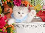 Whiskers - Persian Kitten For Sale - Unionville, MO, US