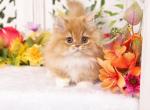 Pip Squeak - Munchkin Kitten For Sale - Unionville, MO, US