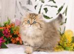 Paddington - Persian Kitten For Sale - Unionville, MO, US