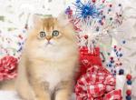 Halo - Persian Kitten For Sale - Unionville, MO, US