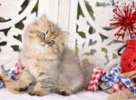 Smokie The Bear - Persian Kitten For Sale - Unionville, MO, US