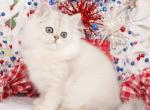 Sterling - Persian Kitten For Sale - Unionville, MO, US