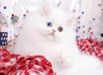 London - Persian Kitten For Sale - Unionville, MO, US