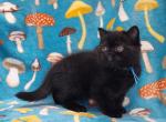 Luna Raven Shadow - Scottish Fold Kitten For Sale - Sacramento, CA, US