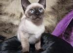 Beanie - Siamese Kitten For Sale - 