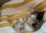 Parish Orientals - Oriental Kitten For Sale - Kansas City, MO, US