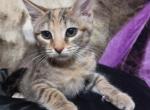 Tigeress - Maine Coon Kitten For Sale - 