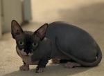 Bambino Female - Sphynx Cat For Sale - Hemet, CA, US