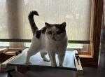 Matilda - Exotic Cat For Sale/Retired Breeding - Altoona, PA, US