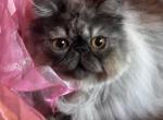 Beautiful Black smoke girl - Persian Kitten For Sale - Ephrata, PA, US