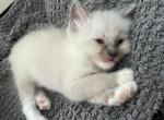 Male Blue Point Mitted Socked Ragdoll SO Cuddly - Ragdoll Kitten For Sale - New York, NY, US