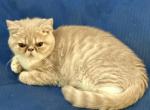 Milo   Exotic Short Hair - Exotic Kitten For Sale - Granbury, TX, US