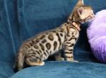Royal Kittens - Bengal Kitten For Sale - Boston, MA, US