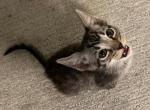 RYOLO - Bengal Kitten For Sale - Houston, TX, US