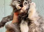 Very funny girl pure Main Coon - Maine Coon Kitten For Sale - FL, US
