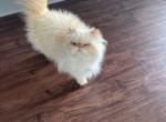 Mint - Persian Cat For Sale - 