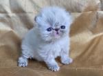 Kingsley Beauty - Persian Kitten For Sale - Beverly Hills, CA, US