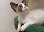 Bobby - Devon Rex Kitten For Sale - San Jose, CA, US
