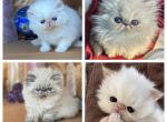 Kingsley Snuggles - Persian Kitten For Sale - Beverly Hills, CA, US