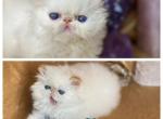 Kingsley Dream - Persian Kitten For Sale - Beverly Hills, CA, US