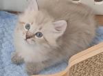 Timоur - Siberian Kitten For Sale - Norwalk, CT, US