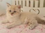 Theia - Siberian Kitten For Sale - Norwalk, CT, US