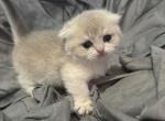 Uno the Munchkin Scottish Fold - Munchkin Kitten For Sale - Houston, TX, US