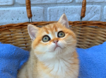 Female Golden shaded - British Shorthair Kitten For Sale - Los Angeles, CA, US