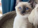 Nina - Siamese Kitten For Sale - Sequim, WA, US