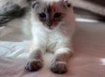 Angel - Scottish Fold Kitten For Sale - Sequim, WA, US