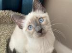 Maisie - Siamese Kitten For Sale - Sequim, WA, US