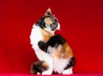 Yummy - Maine Coon Cat For Sale - 
