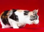 Yummy - Maine Coon Cat For Sale - 