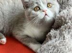 Xena Scottish - Scottish Straight Kitten For Sale - Brooklyn, NY, US